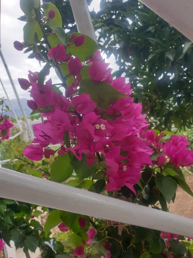 Sarandë Rosemary House 게스트하우스 외부 사진
